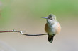 Broad-tailed Hummingbird on branch