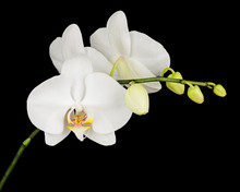 Three Day Old White Orchid On Black Background.