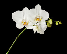 Three Day Old White Orchid On Black Background.