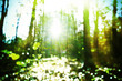 Sunny forest - abstract photo with selective focus and bokeh