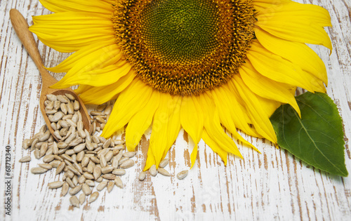 Fototapeta na wymiar Sunflower with Seeds