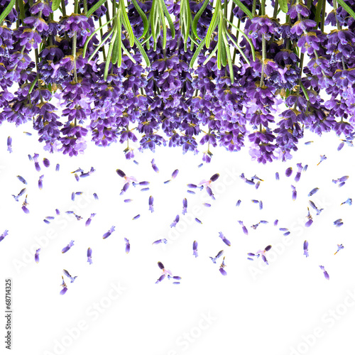 Nowoczesny obraz na płótnie lavender flowers isolated on white. floral background