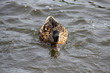 Eine Ente im Wasser