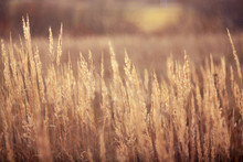 Autumn Dry Grass Sedge