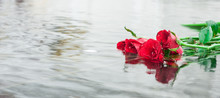 Red Rose On Water
