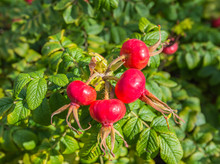 Red Rose Hips From Close
