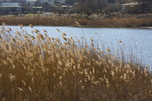 Yellow Grass On Little Lake