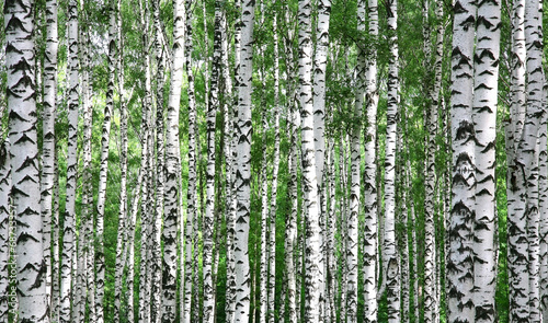 Naklejka na szafę Trunks of summer birch trees