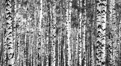 Naklejka na szafę Trunks birch trees black and white