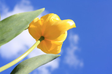 Wall Mural - Spring yellow Tulip