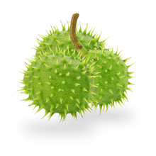Green Chestnuts Isolated On The White Background