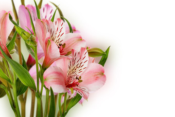  pink lilies isolated on the white background