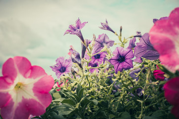 Wall Mural - Petunia or Petunia Hybrida Vilm vintage