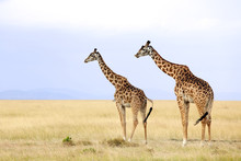 Giraffes On The Masai Mara In Africa