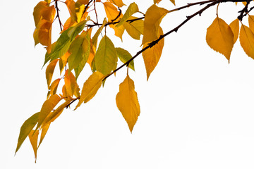 Wall Mural - The bright colors of autumn trees.