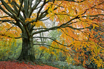 Fotomurales - Beautiful autumn trees.