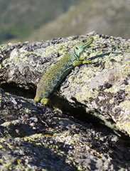 Wall Mural - Lagarto. Lacerta lepida