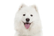 Portrait of Samoyed dog, isolated on white