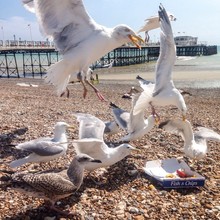 Hungry Seagulls