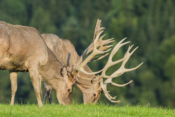 cervus elaphus - deer