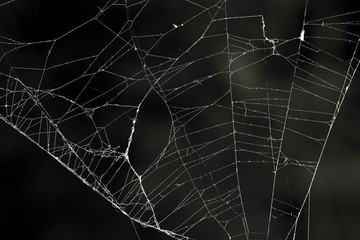 spider web on a black background