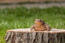 Frog On The Tree Stump