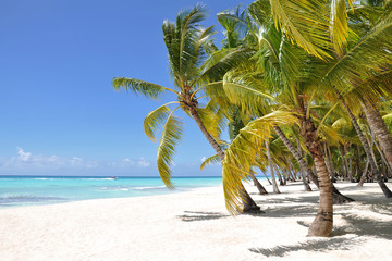 Palm trees and tropical beach