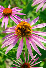 Poster - beautiful echinacea flower