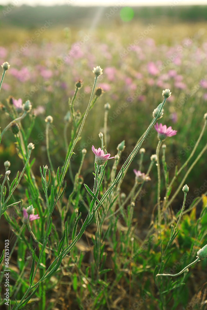 Beautiful flowers in field