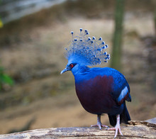 Exotic Bird Called Goura Victoria