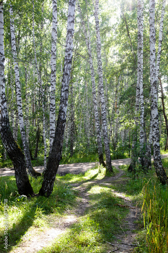 Naklejka dekoracyjna Birch forest in Russia