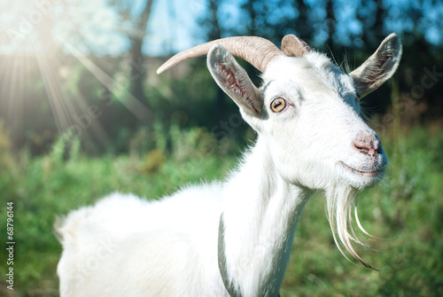 Fotografia  Funny goat's portrait