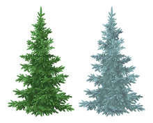 Christmas Green And Blue Spruce Fir Trees