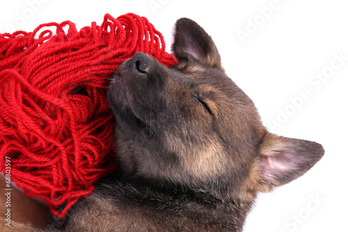 Puppy sleeping on a hank of red yarn isolated on white Poster