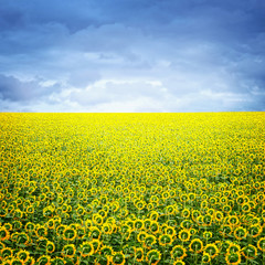 Wall Mural - Beautiful landscape with sunflower field over cloudy blue sky