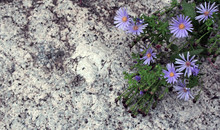 Collage With Violet Flowers On  Background Black Light Vintage