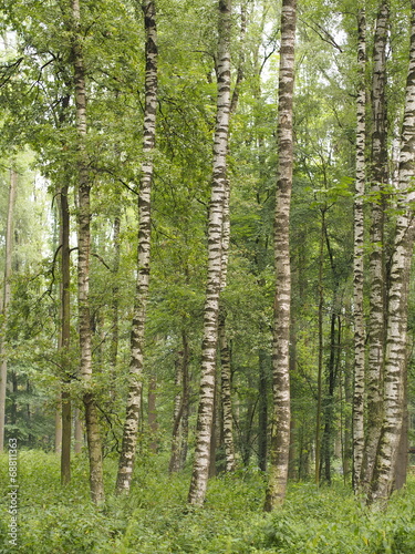 Tapeta ścienna na wymiar Birkenwald