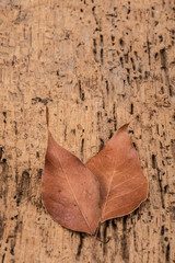 dried autumn leafs on wooden surface