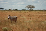 Fototapeta Sawanna - Zebra in Prärie
