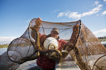 Wall Mural - Eel Fisherman