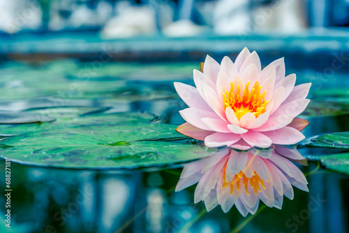 Beautiful Pink Lotus, water plant with reflection in a pond Poster