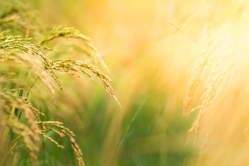 rice field