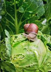 Wall Mural - Snail is sitting on cabbage in the garden