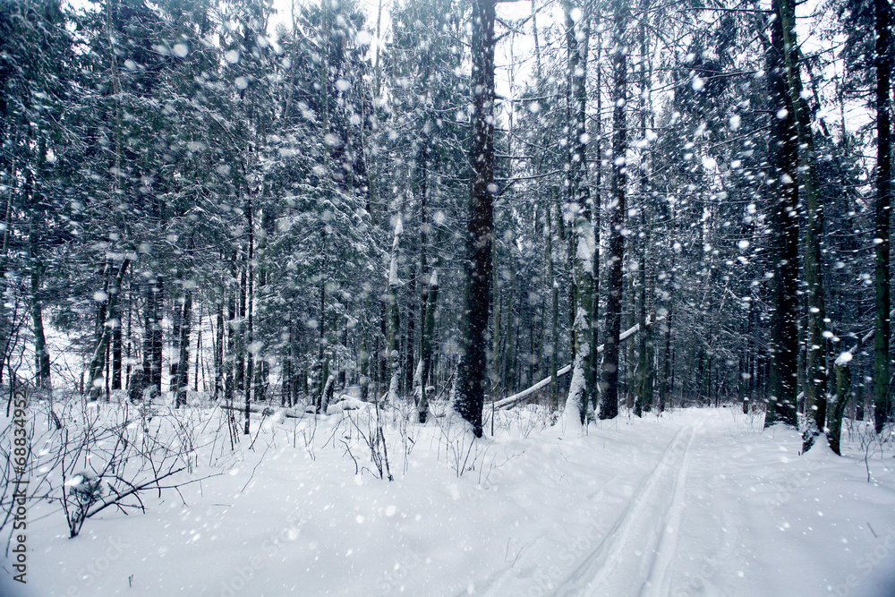 snow in the forest - obrazy, fototapety, plakaty 
