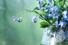 Vase With Forget-me On The Window