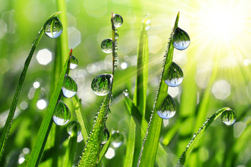 Fresh grass with dew drops close up