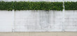 Cement wall and green leaf for background