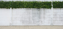 Cement Wall And Green Leaf For Background