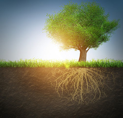 Wall Mural - tree with roots