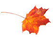 Red autumn maple leaf